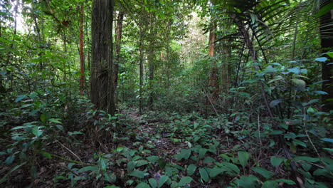 Caminata-Suave-En-El-Bosque-Amazónico-De-La-Guayana-Francesa,-Camino-A-Través-De-La-Jungla.-Hora-Del-Día